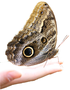 DeliverMyStrategy - the Butterfly's Wing